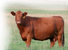 cow